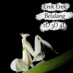 Erek Erek Belalang 2D 3D 4D Dalam Buku Mimpi Dan Kode Alam