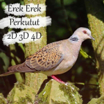 Erek Erek Burung Perkutut 2D 3D 4D Dalam Buku Mimpi